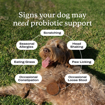 Probiotics for Dogs Soft Chews for Seasonal Allergies, Gut, and Digestive Health. Vet-Reviewed, Premium-Quality Ingredients - Supplements